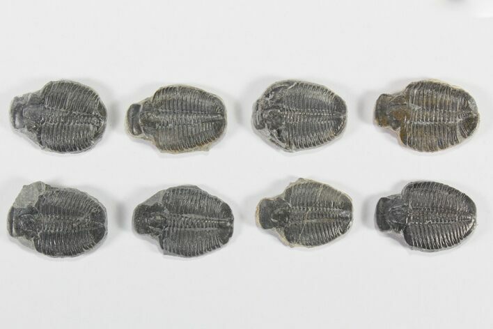 Lot: / Elrathia Trilobite Molt Fossils - Pieces #79024